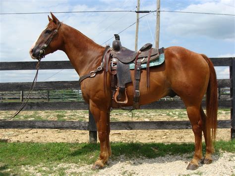 Owners Steve and Kim Temple have been in the horse business for many years. . Finished team roping horses sale